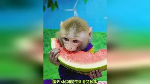 吃瓜猴子姐,揭秘娱乐圈背后的那些事儿