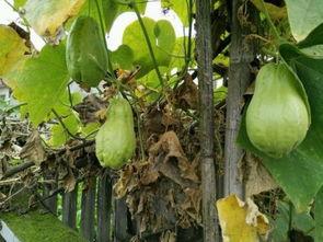 摸耳朵吃瓜,揭秘娱乐圈的趣味瞬间