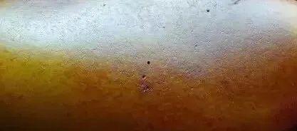 籽料假毛孔怎么看,揭秘籽料假毛孔的生成技巧与识别方法