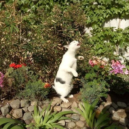 嫩草草草吃瓜草,揭秘草食动物的秘密生活