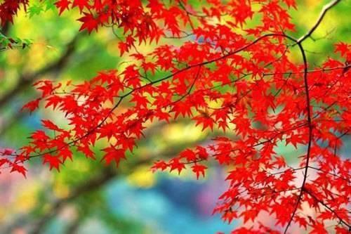 江南红叶发的头条