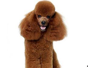 网红贵宾图片大全高清,高清美图集锦赏析